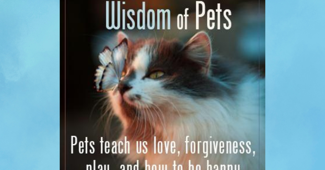 The Spiritual Wisdom of Pets