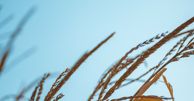 Harvest Day Luncheon
