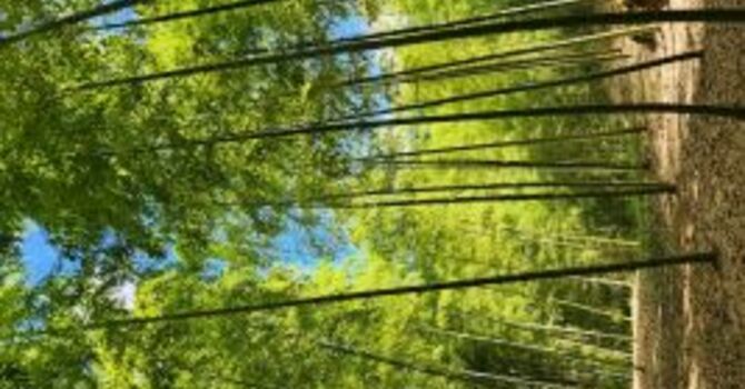 Haiku & Reflections from Japan: Sound of Silence image