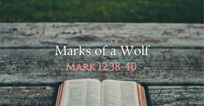 Marks of a Wolf 