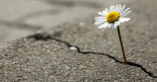 Do Not Let Your Heart Be Troubled 