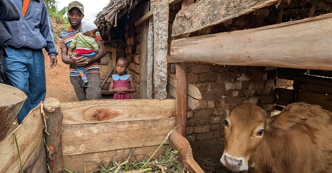 cows, their keepers, Loveness, and the Milk Store image
