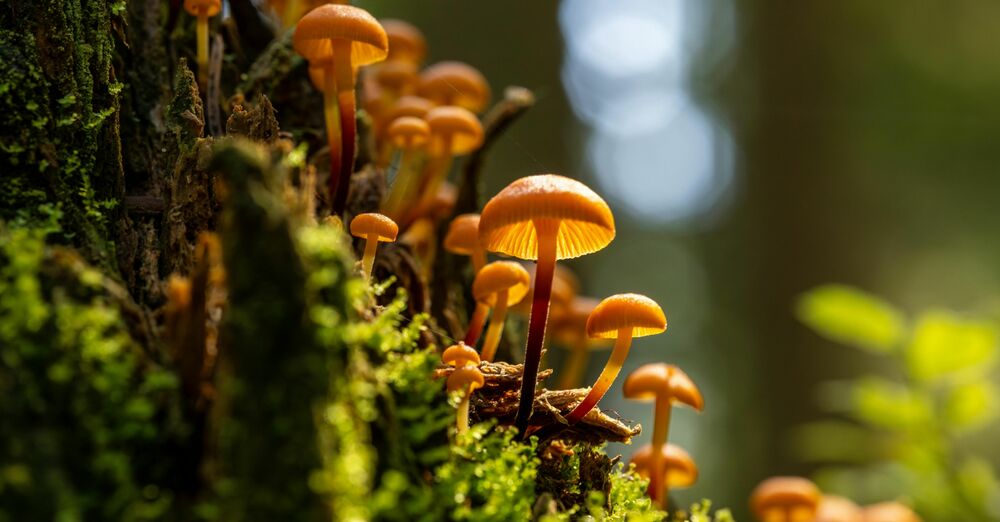 Twentieth Sunday after Pentecost