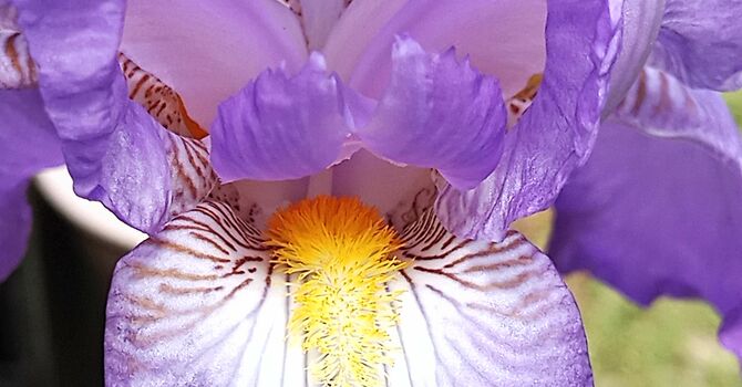 The Fig Tree  Jimmy Alexander