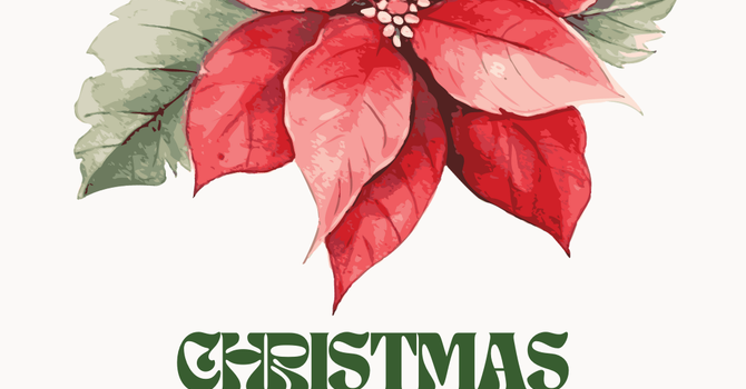 Christmas Poinsettias Wanted image