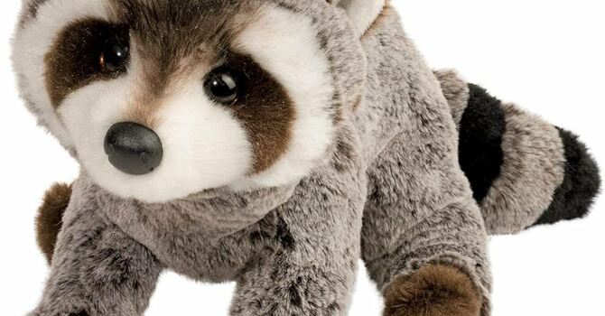 What Is Your Raccoon?