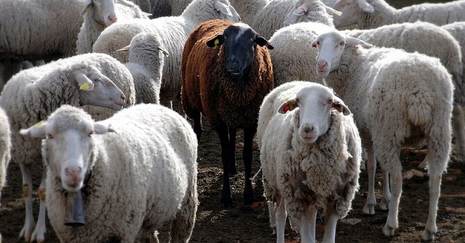 The Tragedy of Rebellious Sheep image