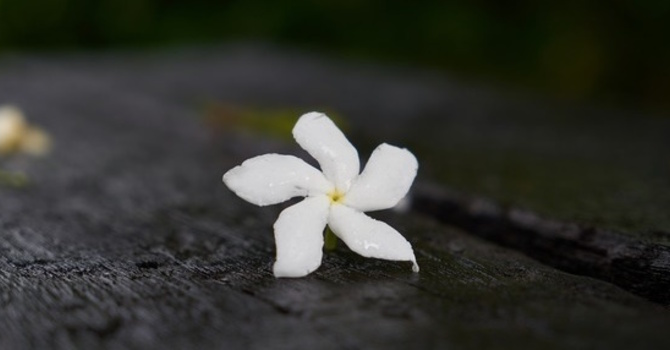 Derek Walmsley - Celebration of Life