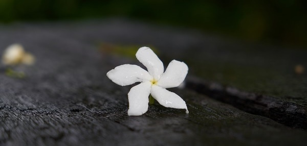 Celebration of Life – Derek Walmsley