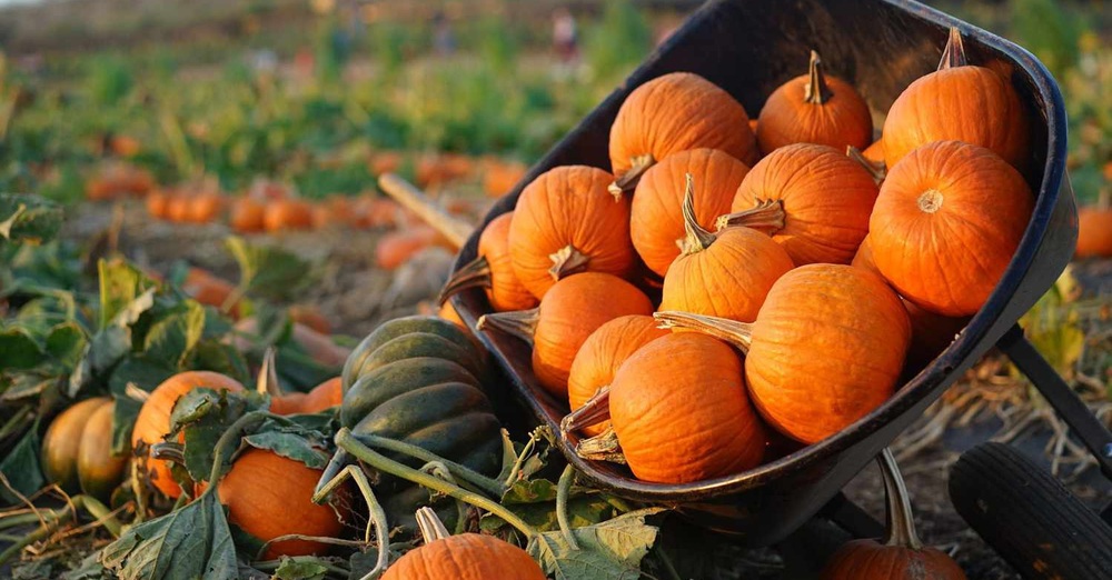 Oh My Gourd Pumpkin Patch 