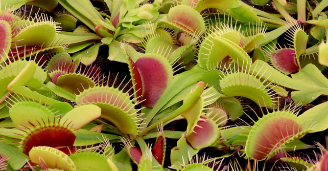 Field Trip to the Green Swamp