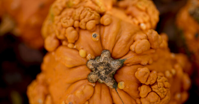 Backpack Blessings Packing Party