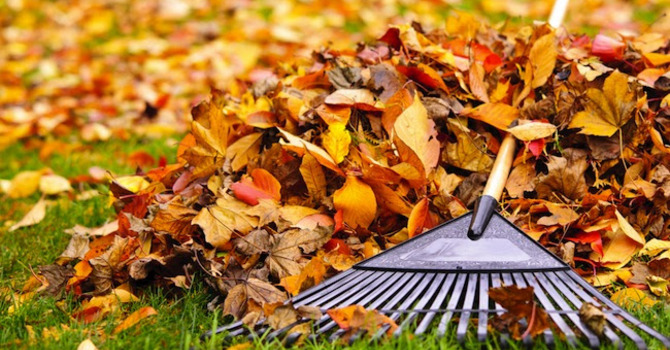 Leaf Raking
