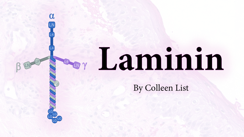 Laminin