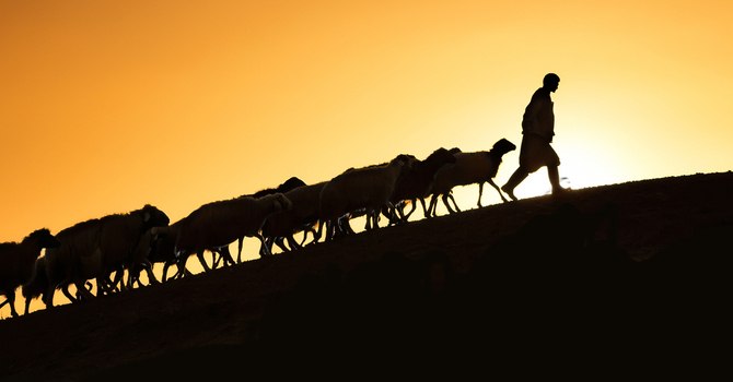 The Cost of Faithful Shepherding image