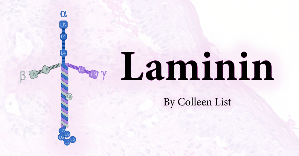 Laminin