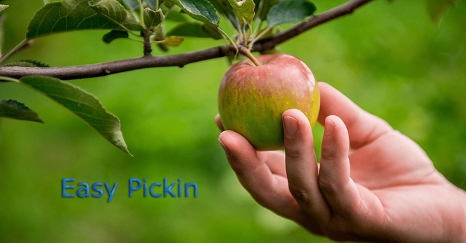 Easy Pickins