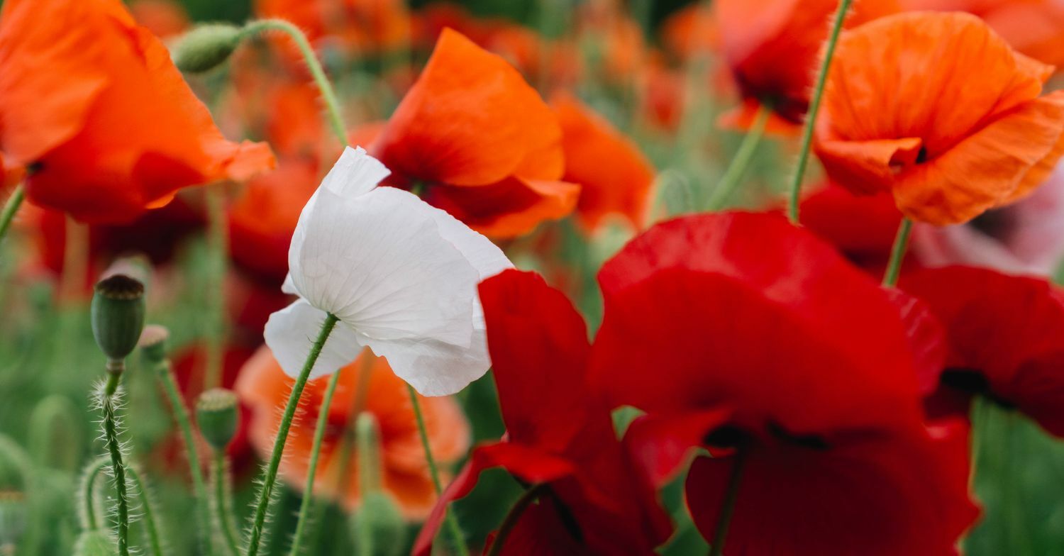 Slideshow image