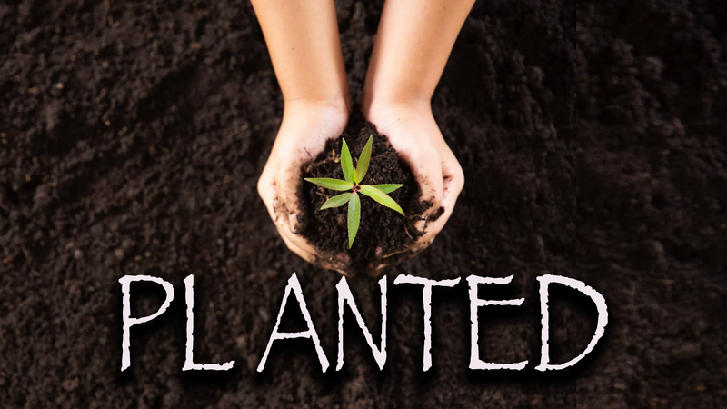 Planted