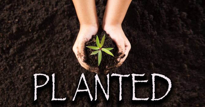Planted