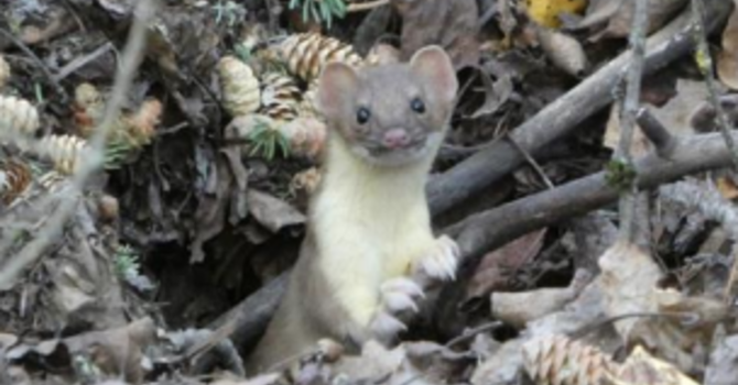 Nancy's Weekly Perk Message image