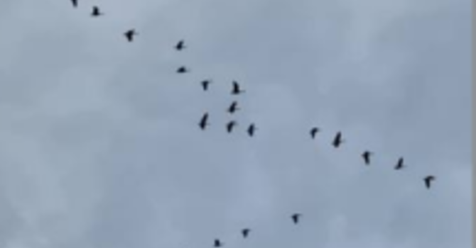 Nancy's Weekly Perk Message image