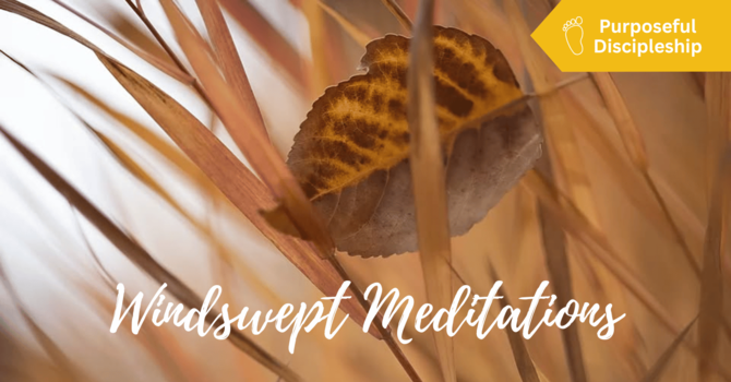 Windswept Meditations: Still...Life!