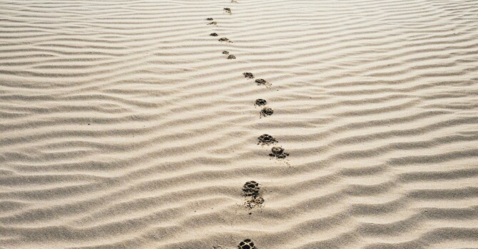 What Does It Really Mean to Follow Jesus?