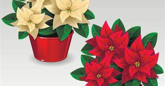 Poinsettias on Sale