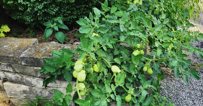 Providence and Feral Tomatoes image