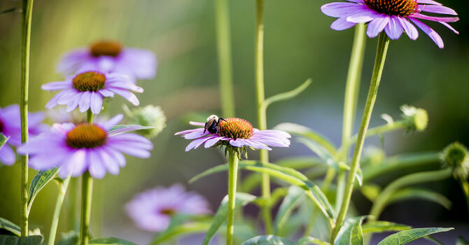 Sandstone Garden & Flower Club