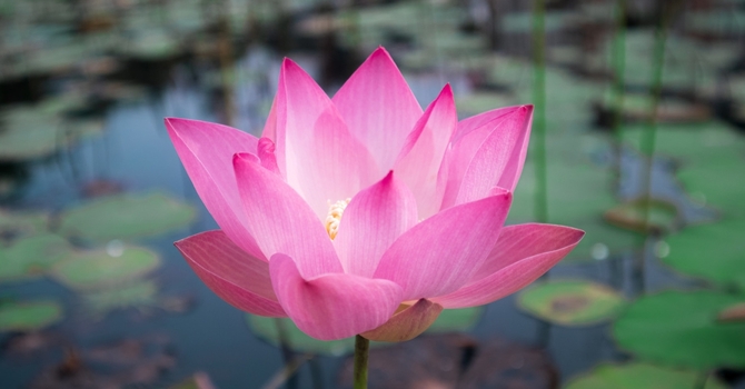 Last Yoga Series of 2025 image