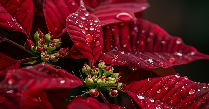CHRISTMAS POINSETTIAS image
