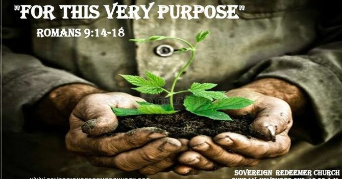 For This Very Purpose