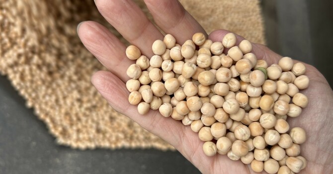 96,000 lbs of Peas donated! image