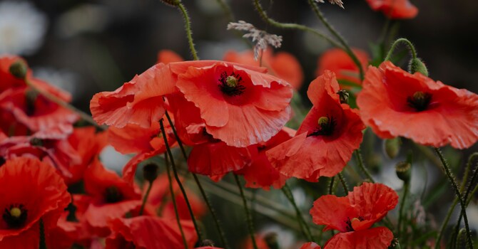 Sunday Worship: A Time of Remembrance and Peace