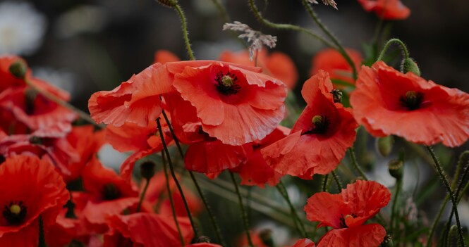 Sunday Worship: A Time of Remembrance and Peace