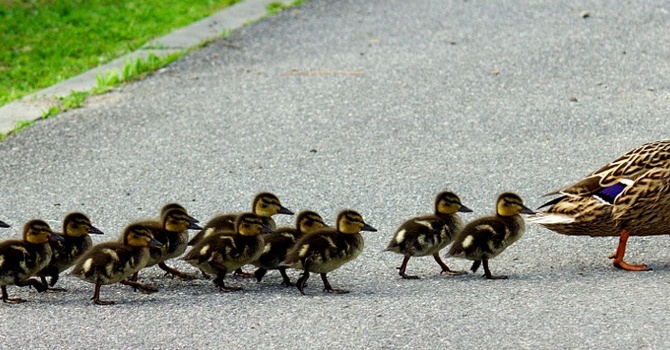 Sacred Ducks & Daily Rhythms image