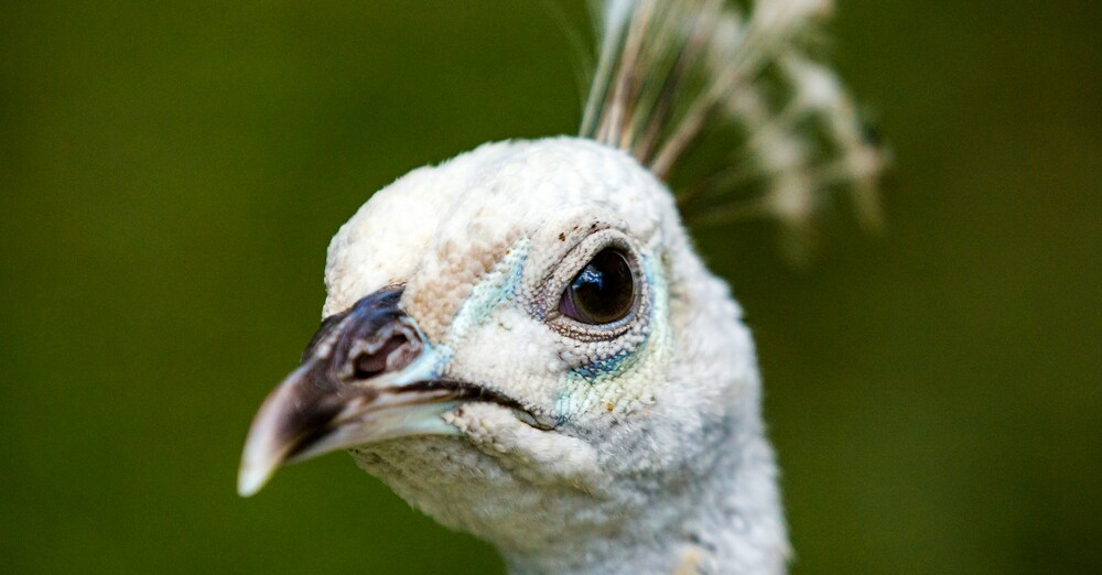 THE SPIRIT OF DIOTREPHES