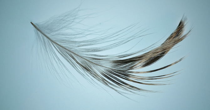 I've been blessed all my life image