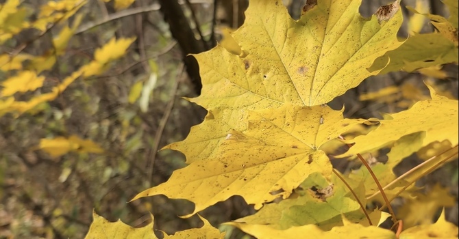 Passing the Peace - November 5, 2025 image