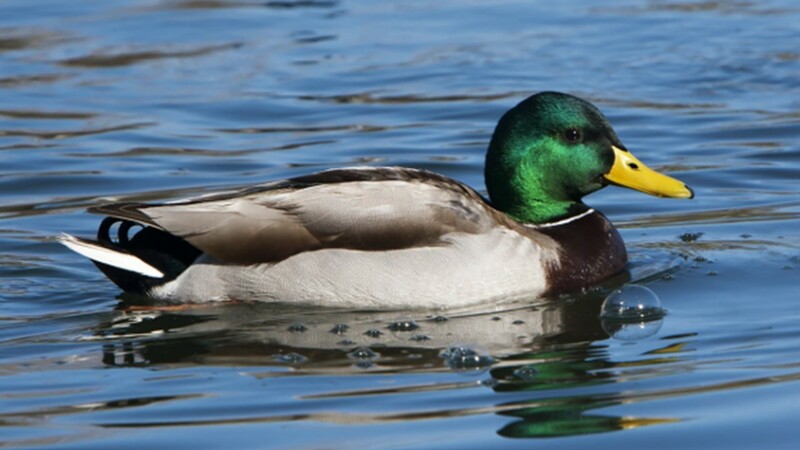 "Reliance" by Pastor Brian Oxman