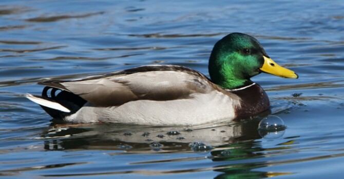 "Reliance" by Pastor Brian Oxman