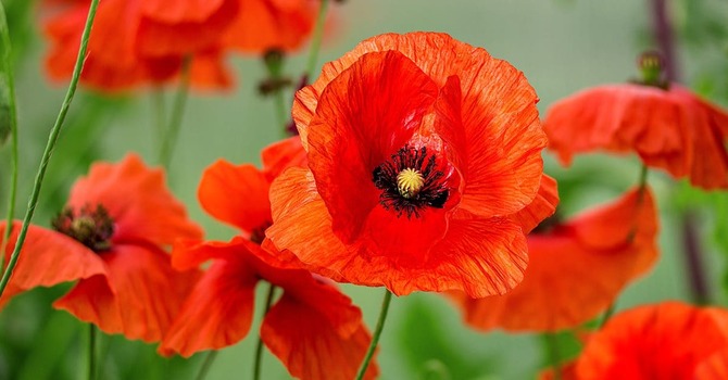 Service of Remembrance