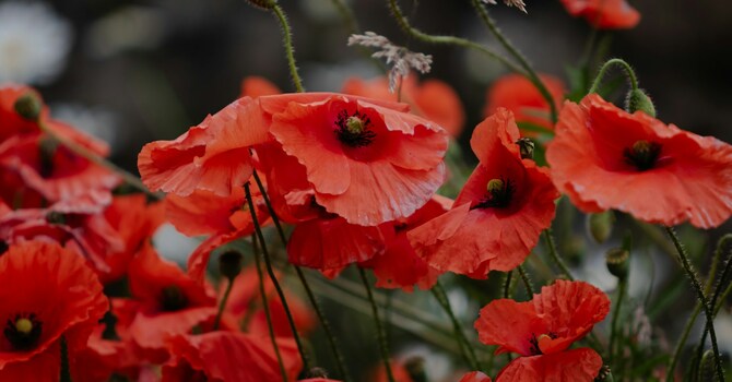 Remembrance Day Sunday image