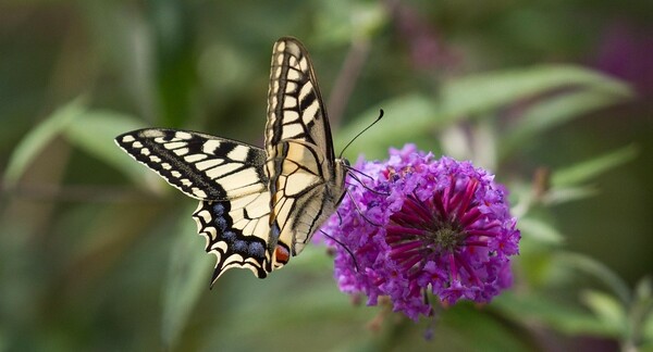 Parishioner's Corner