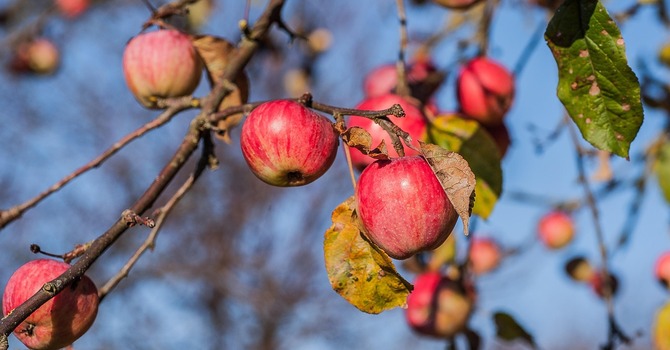 November 7, 2025 Devotion image