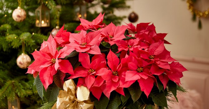 Advent decorating - Altar Guild