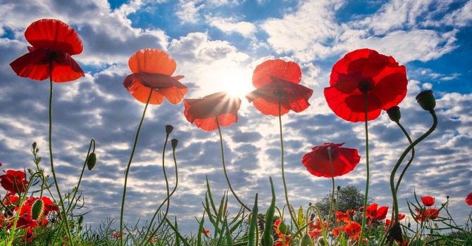 Remembrance Day Sunday