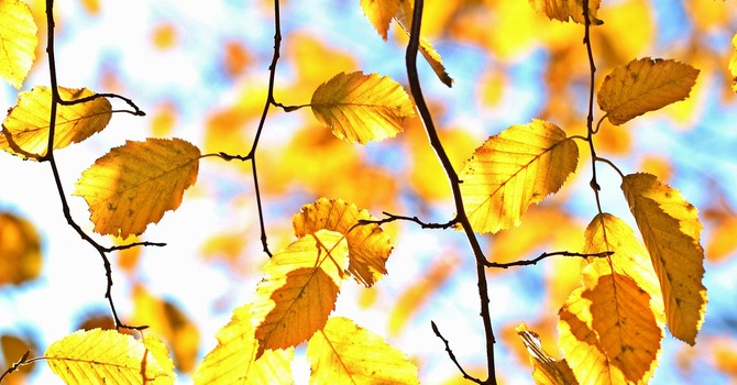 November 8, 2025 Devotion image